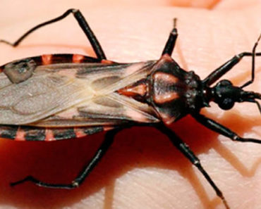 doença-de-chagas