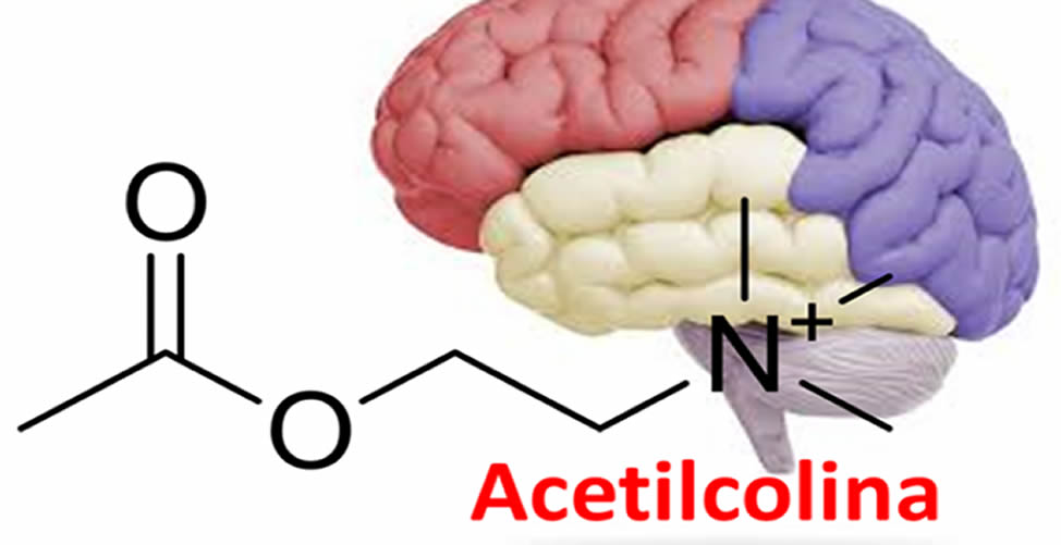 Acetilcolina