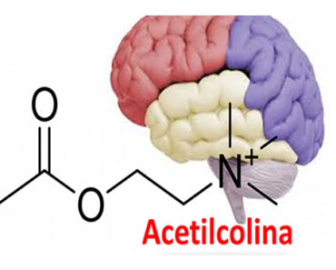 acetilcolina-acetilcolina